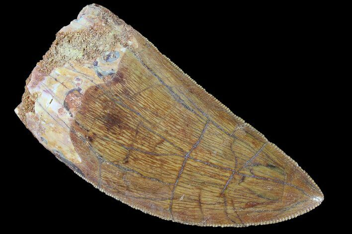 Serrated, Carcharodontosaurus Tooth - Gorgeous Enamel #85808